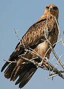 Tawny Eagle