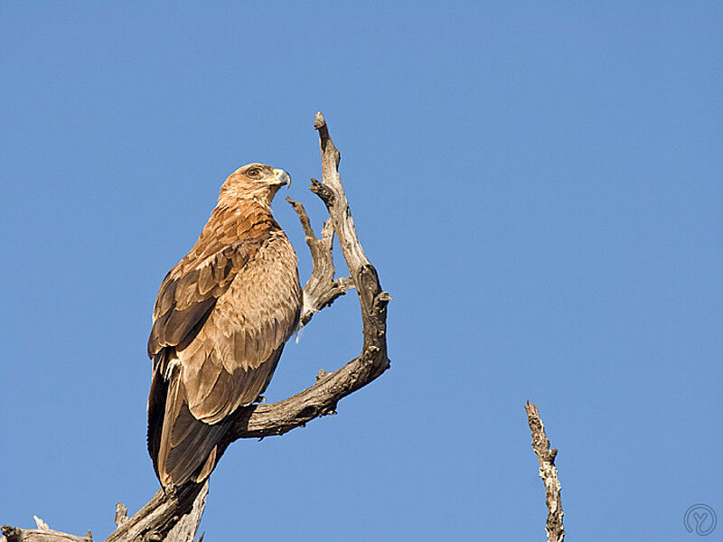 Tawny Eagle