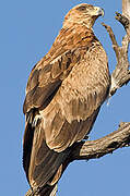 Tawny Eagle