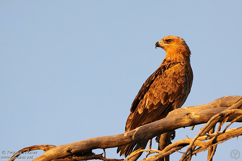 Tawny Eagleadult, identification