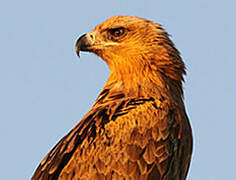 Tawny Eagle