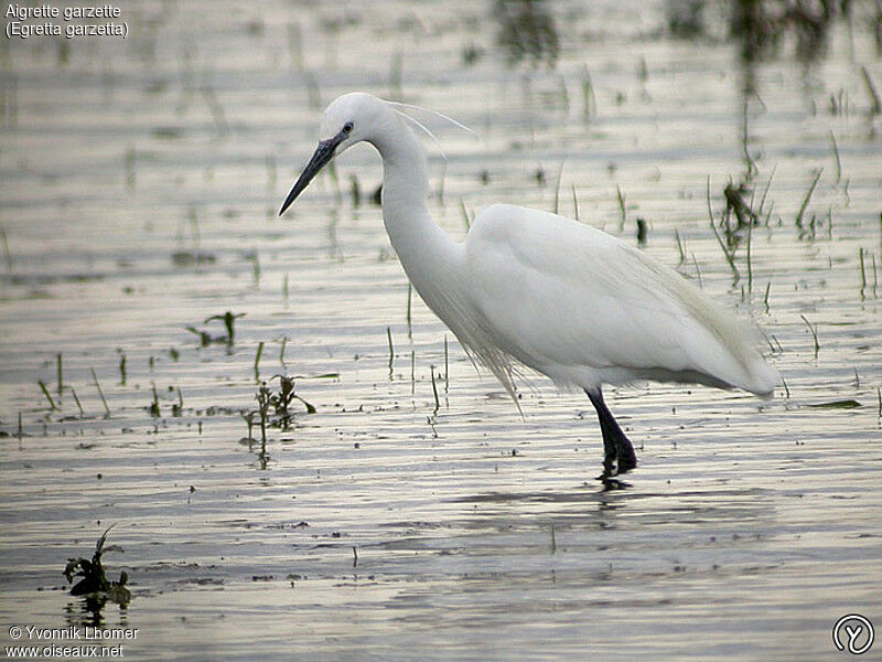 Little Egretadult, identification