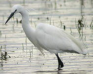 Aigrette garzette