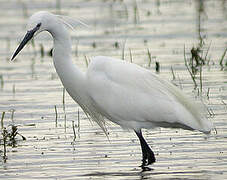 Little Egret