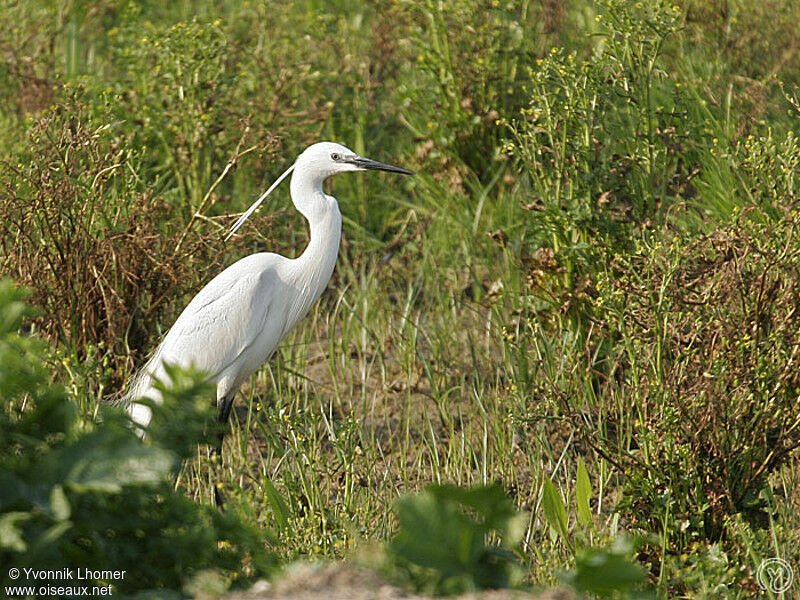 Aigrette garzetteadulte, identification