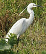 Aigrette garzette