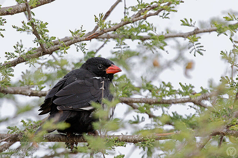 Red-billed Buffalo Weaveradult, identification