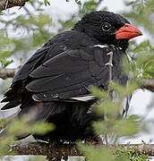 Red-billed Buffalo Weaver