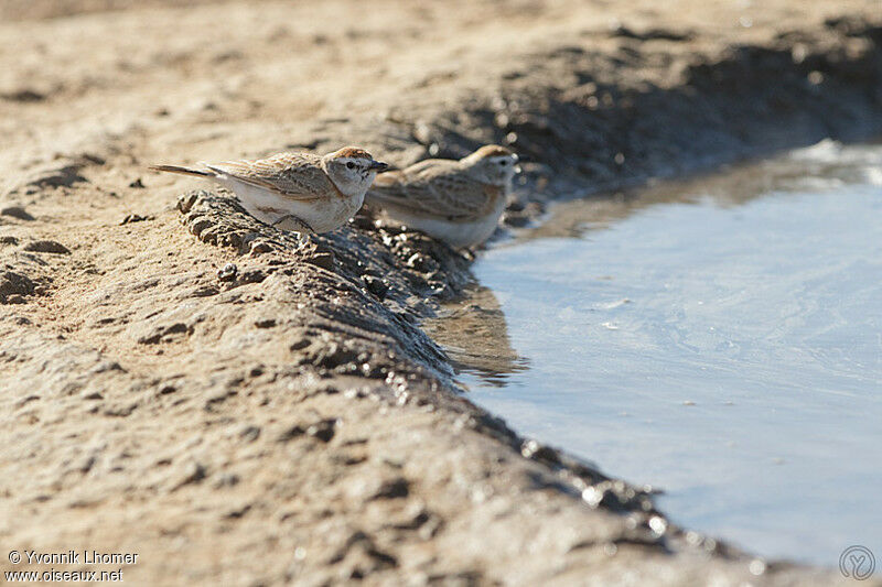 Red-capped Lark, identification