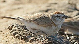 Red-capped Lark