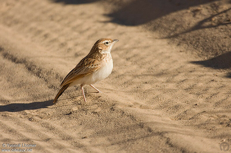 Fawn-colored Larkadult, identification