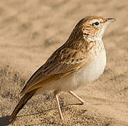 Fawn-colored Lark