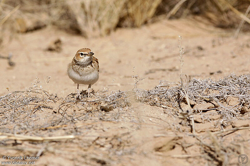 Fawn-colored Larkadult, identification