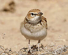 Fawn-colored Lark