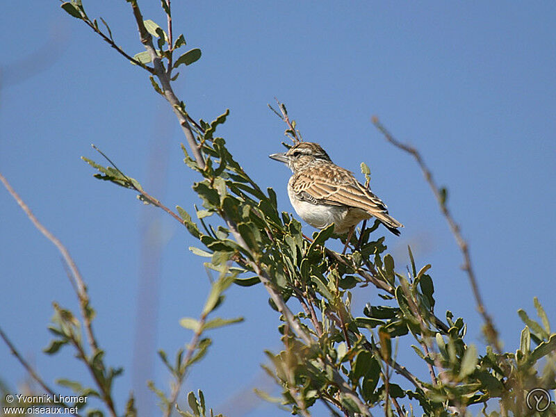 Alouette sabotaadulte, identification