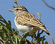 Sabota Lark