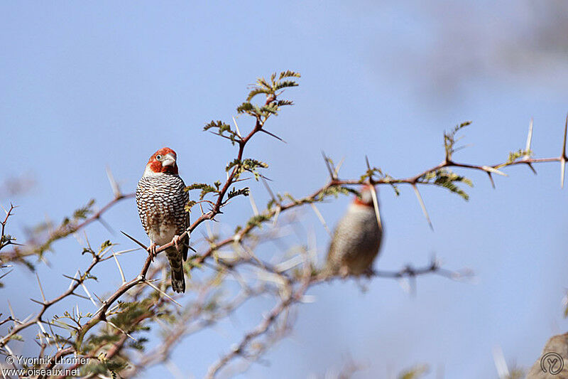 Red-headed Finch male adult, identification