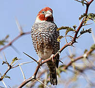 Red-headed Finch