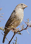 Red-headed Finch