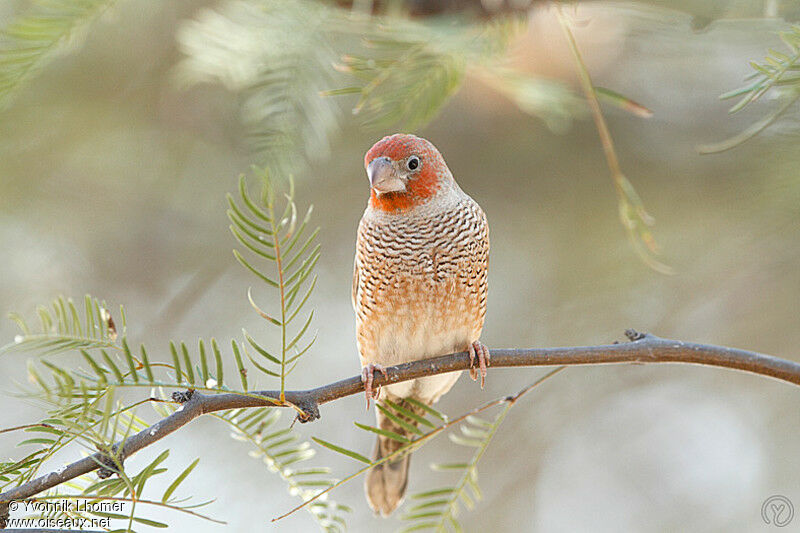 Red-headed Finch, identification