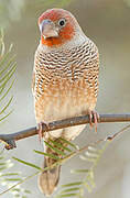 Red-headed Finch