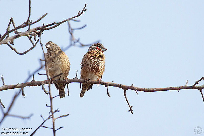 Cut-throat Finch male, identification