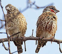 Cut-throat Finch