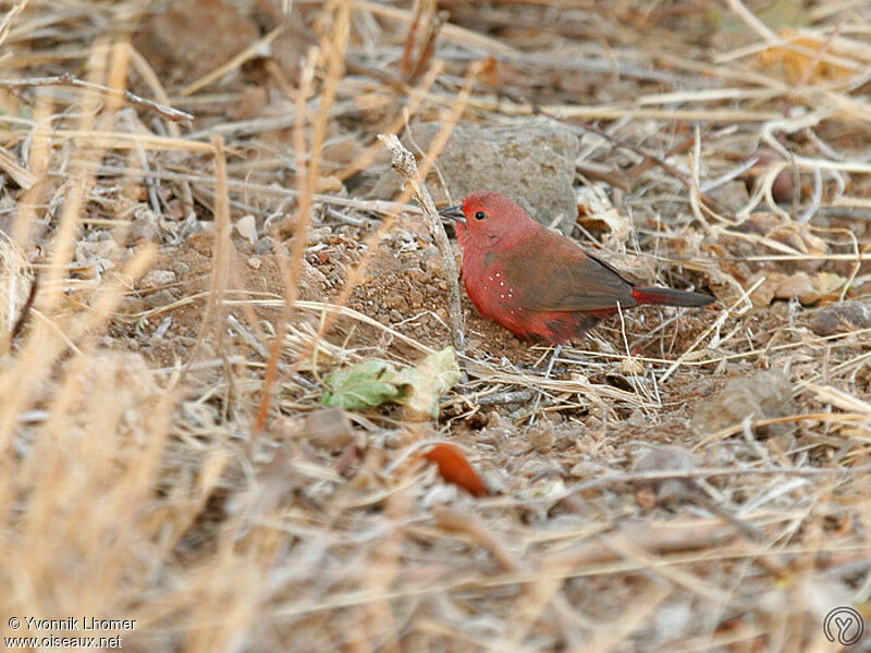 Jameson's Firefinch male, identification