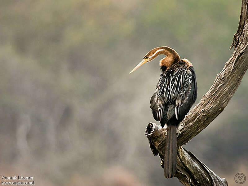 Anhinga d'Afrique femelle adulte, pigmentation