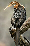 Anhinga d'Afrique