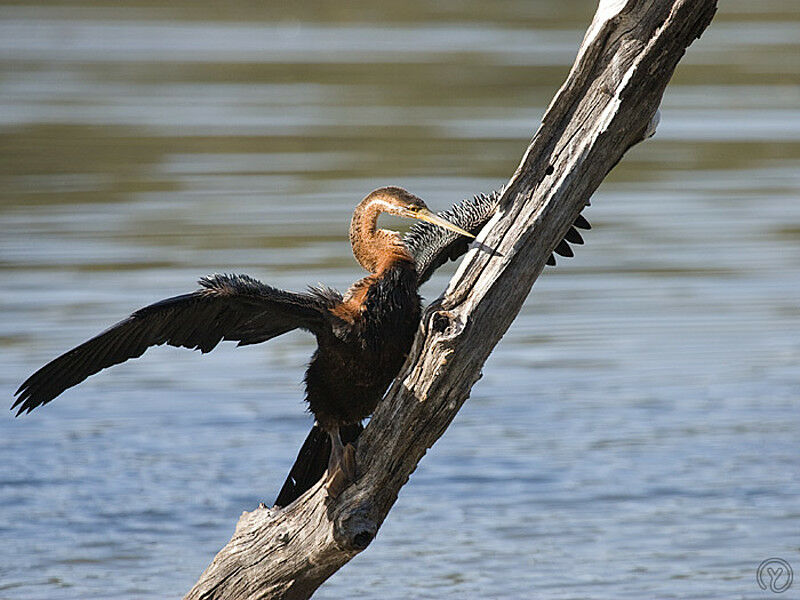 African Darter