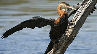 African Darter