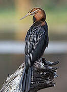 Anhinga d'Afrique