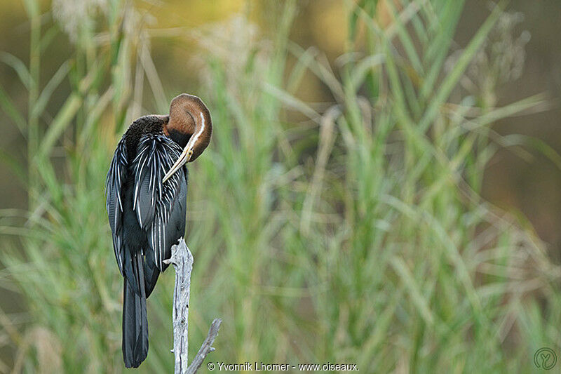 Anhinga d'Afriqueadulte, Comportement