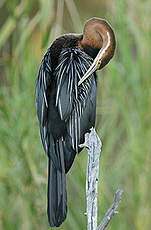 Anhinga d'Afrique