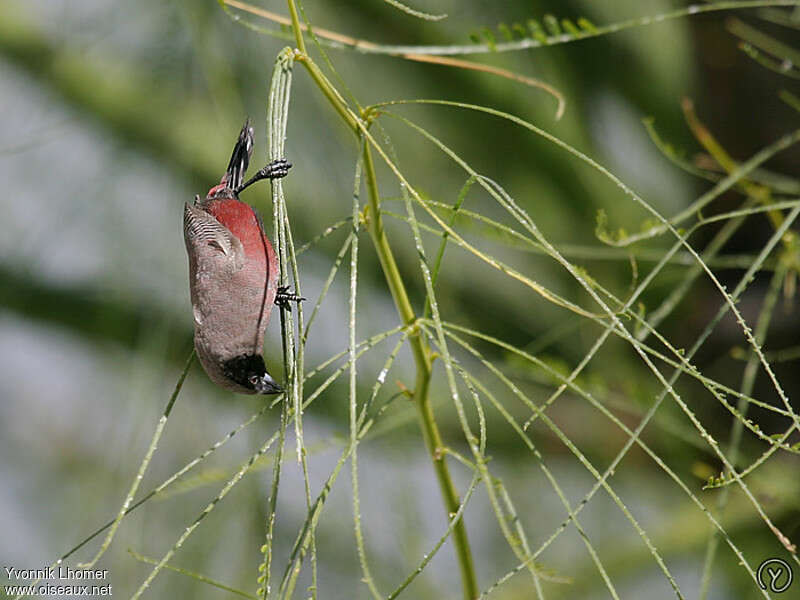 Black-faced Waxbilladult, eats