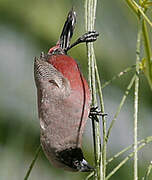 Black-faced Waxbill