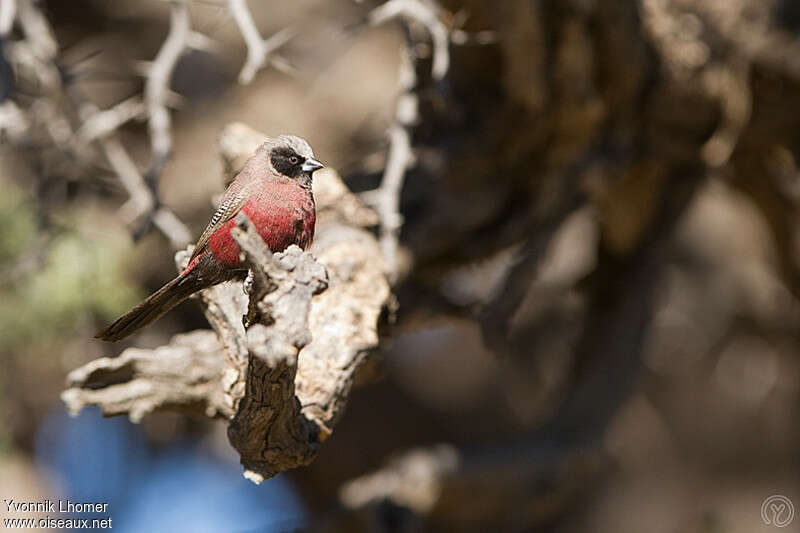 Black-faced Waxbilladult, pigmentation