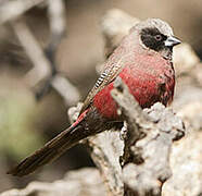 Black-faced Waxbill