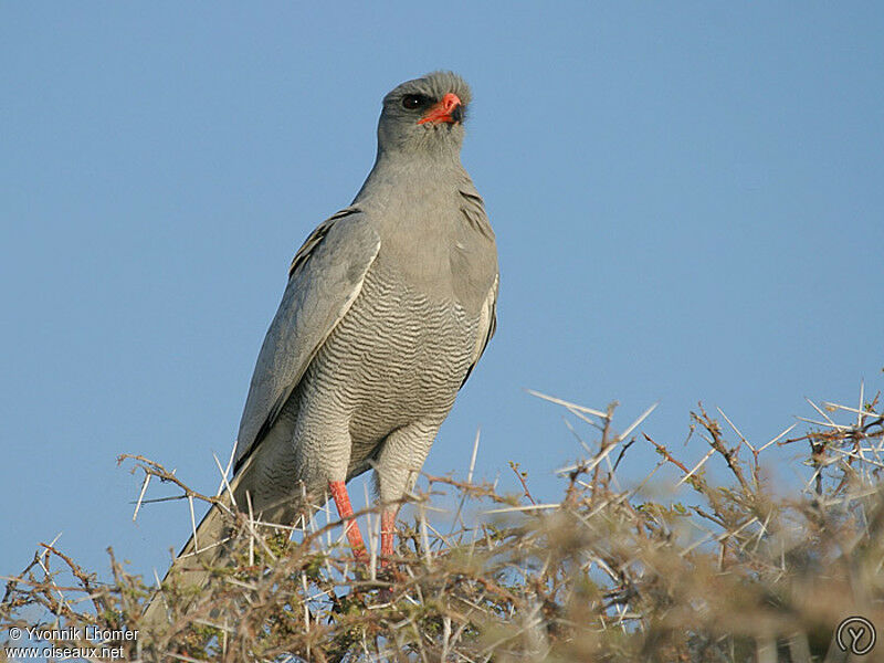 Autour chanteuradulte, identification