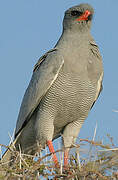 Pale Chanting Goshawk