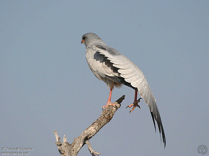 Pale Chanting Goshawkadult, Behaviour, identification