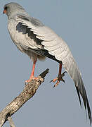 Pale Chanting Goshawk