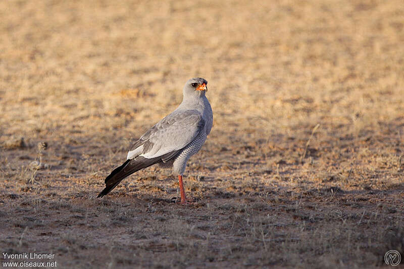 Pale Chanting Goshawkadult, identification