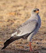 Pale Chanting Goshawk