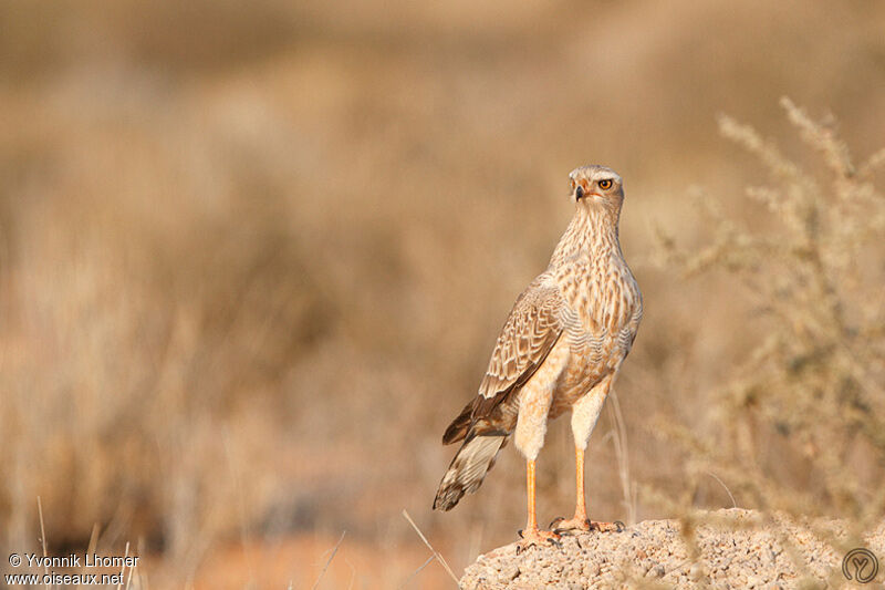 Pale Chanting Goshawkimmature, identification