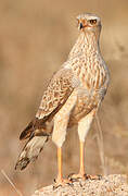 Pale Chanting Goshawk