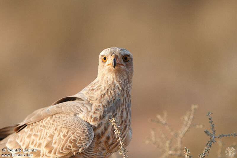 Pale Chanting Goshawkimmature, identification