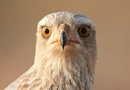 Pale Chanting Goshawk