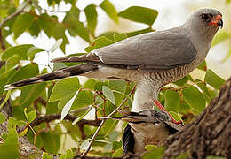 Gabar Goshawk